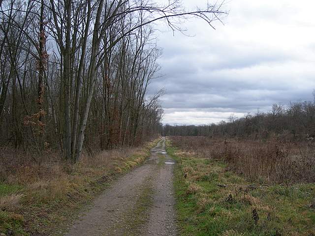 I  Funghi  dopo  l''Uragano